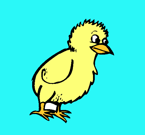 Pollito