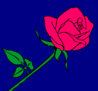 Dibujo Rosa pintado por Mqui