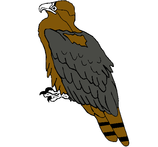 Águila