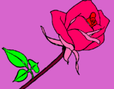 Dibujo Rosa pintado por tasa