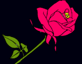 Dibujo Rosa pintado por amalia