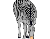 Dibujo Cebra pintado por zebragris