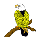 Dibujo Águila en una rama pintado por chuki03