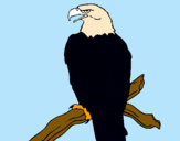 Dibujo Águila en una rama pintado por Danahomi