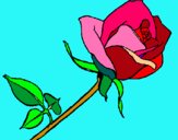 Dibujo Rosa pintado por nitidaa
