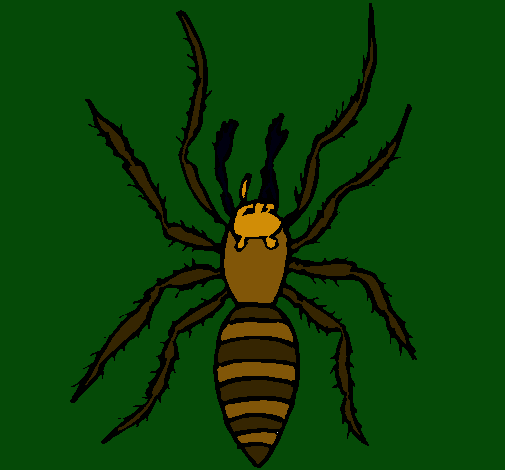 Araña tigre