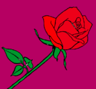 Dibujo Rosa pintado por arleth544