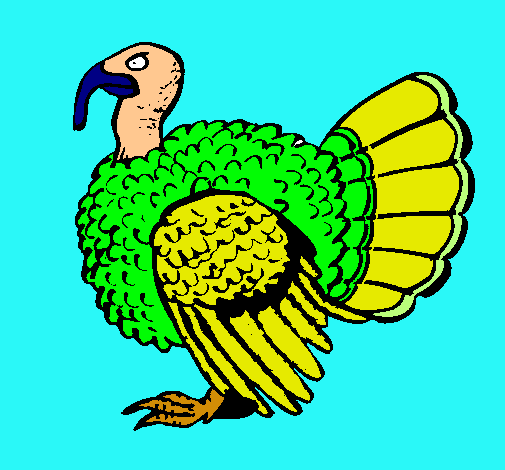 Pavo 