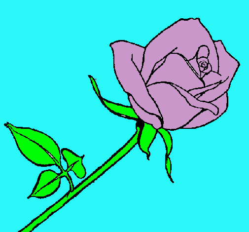 Rosa