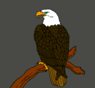Dibujo Águila en una rama pintado por sergio12