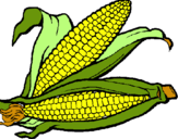 Dibujo Mazorca de maíz pintado por camilaqui