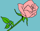 Dibujo Rosa pintado por Rauly