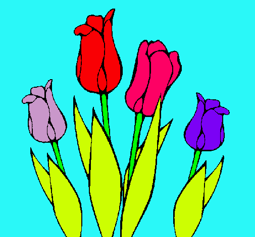 Tulipanes