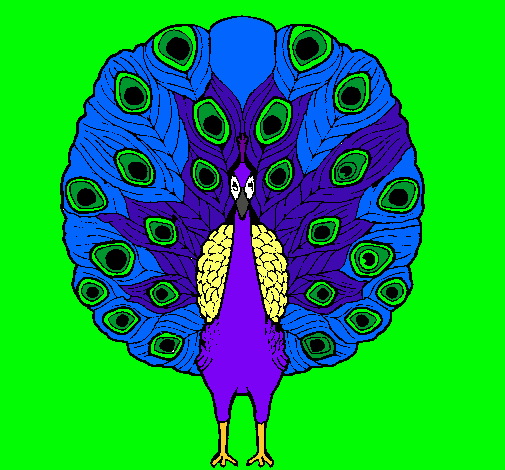 Pavo real