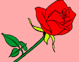 Dibujo Rosa pintado por Rodigo