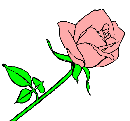 Rosa