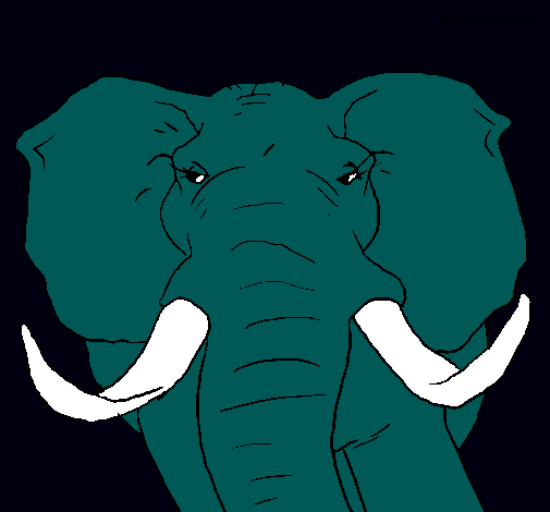 Elefante africano