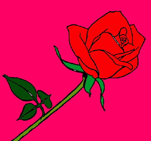 Rosa