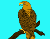Dibujo Águila en una rama pintado por AGUILAA