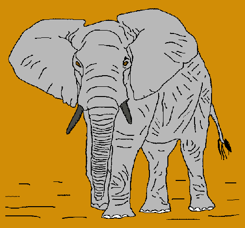 Elefante