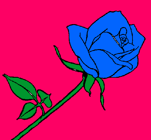 Rosa