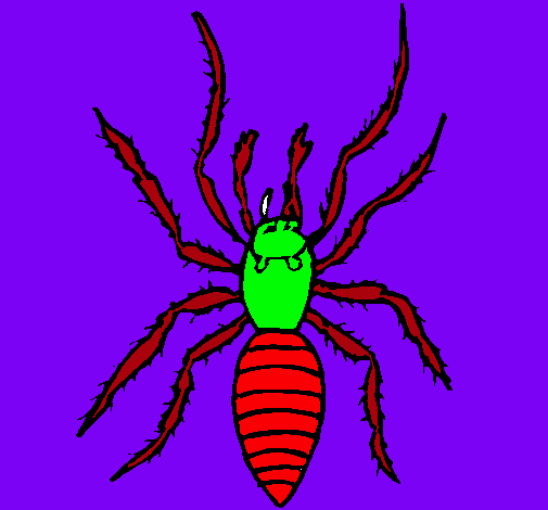 Araña tigre