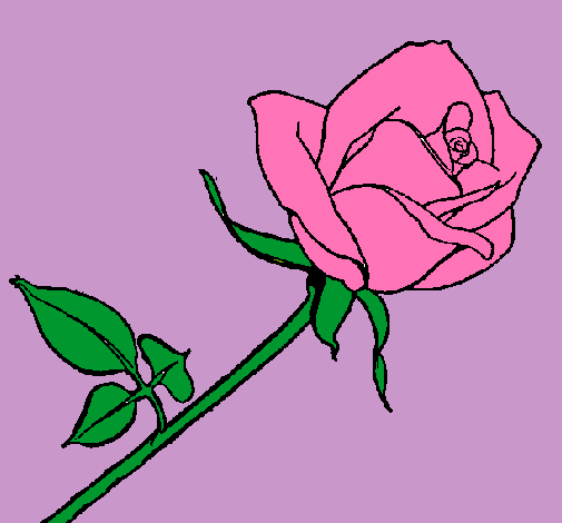 Rosa