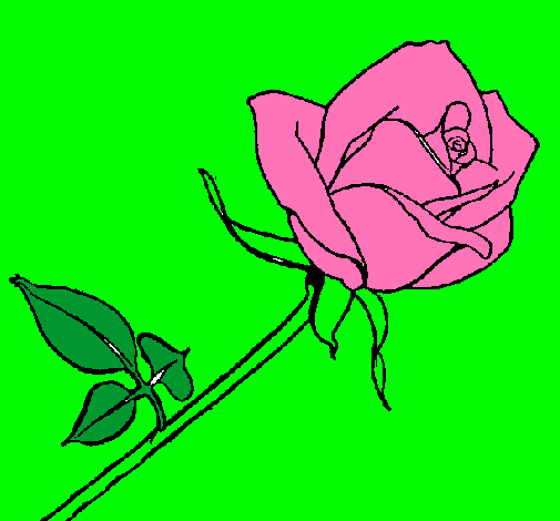 Rosa