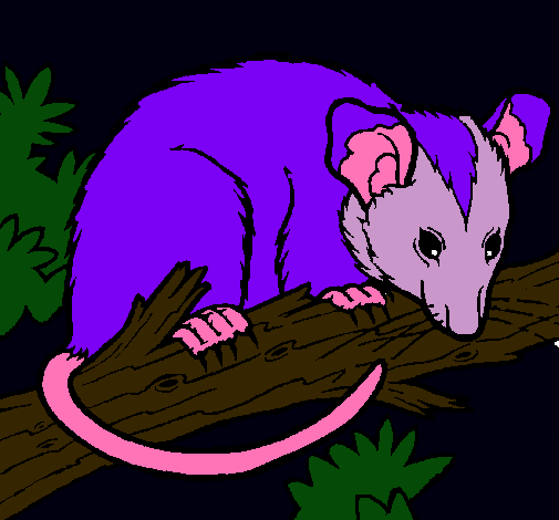 Ardilla possum