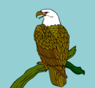 Dibujo Águila en una rama pintado por milgen