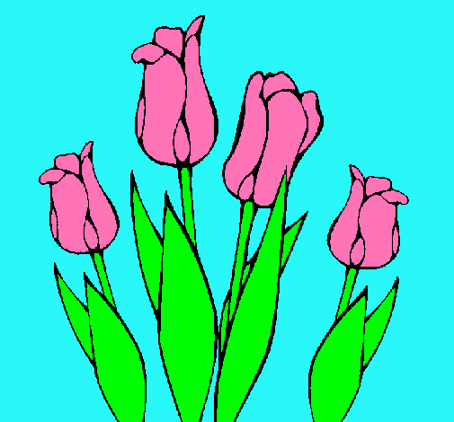 Tulipanes