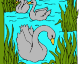 Dibujo Cisnes pintado por CISNE