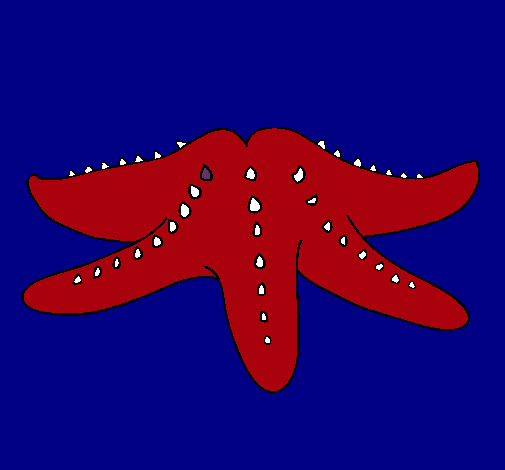 Estrella de mar