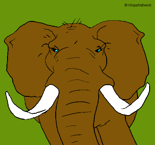 Elefante africano