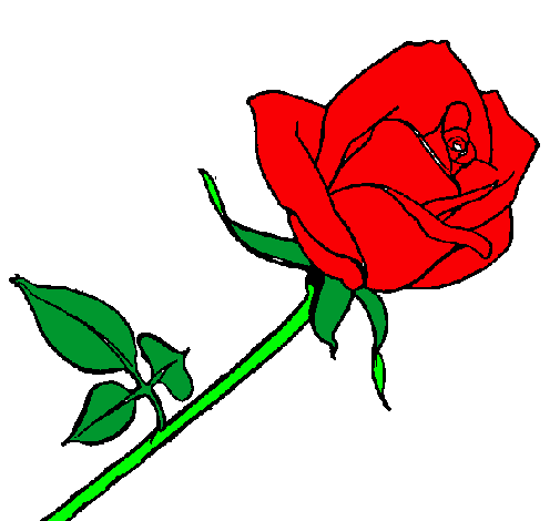 Rosa