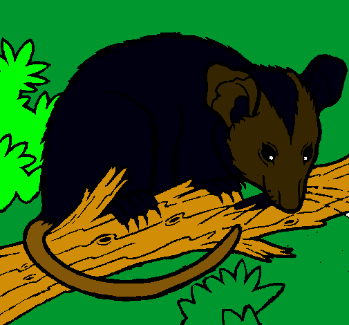 Ardilla possum