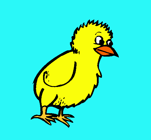 Pollito