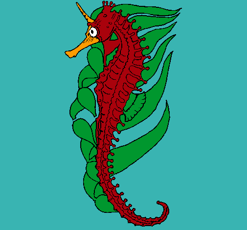 Caballito de mar oriental