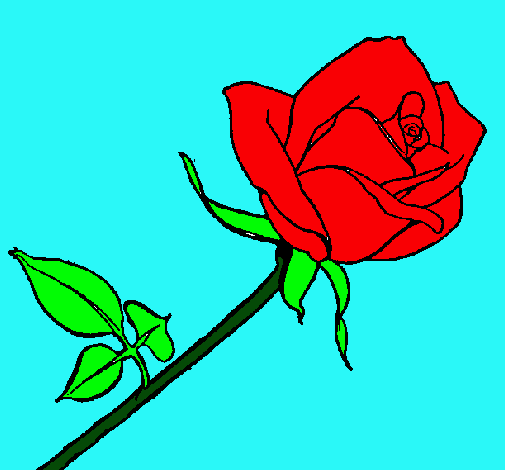 Rosa