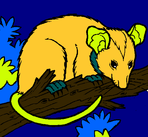 Ardilla possum