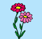 Dibujo Margaritas pintado por floraida