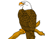 Dibujo Águila en una rama pintado por METIAS