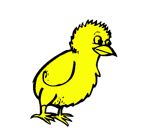 Pollito