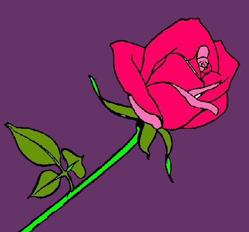 Rosa