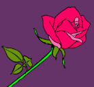 Dibujo Rosa pintado por superpollito