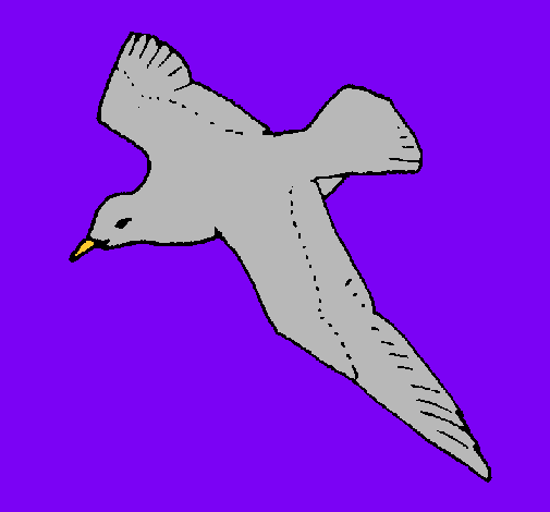 Gaviota