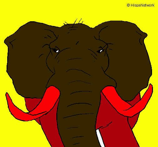 Elefante africano