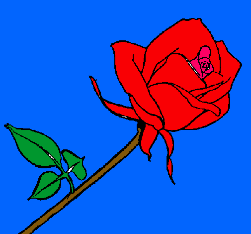 Rosa