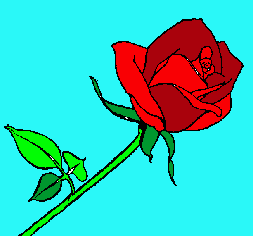 Rosa