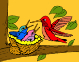 Dibujo Familia colibrí pintado por diego0
